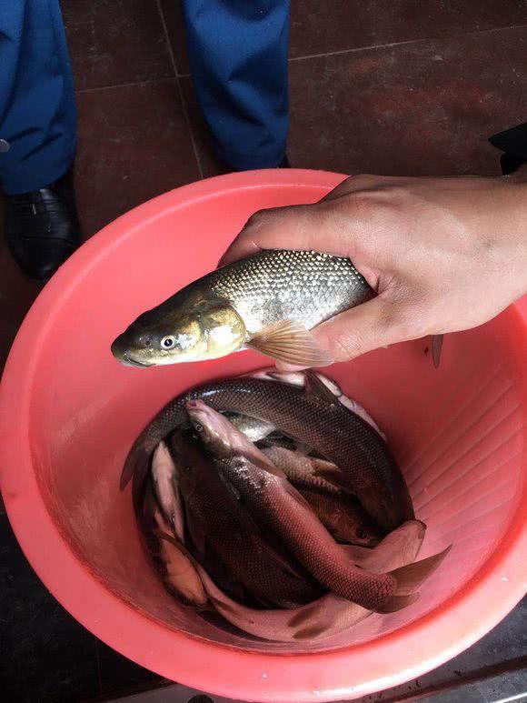 短头鱼大面积入侵暴雨过后湘江出现大量奇特怪鱼