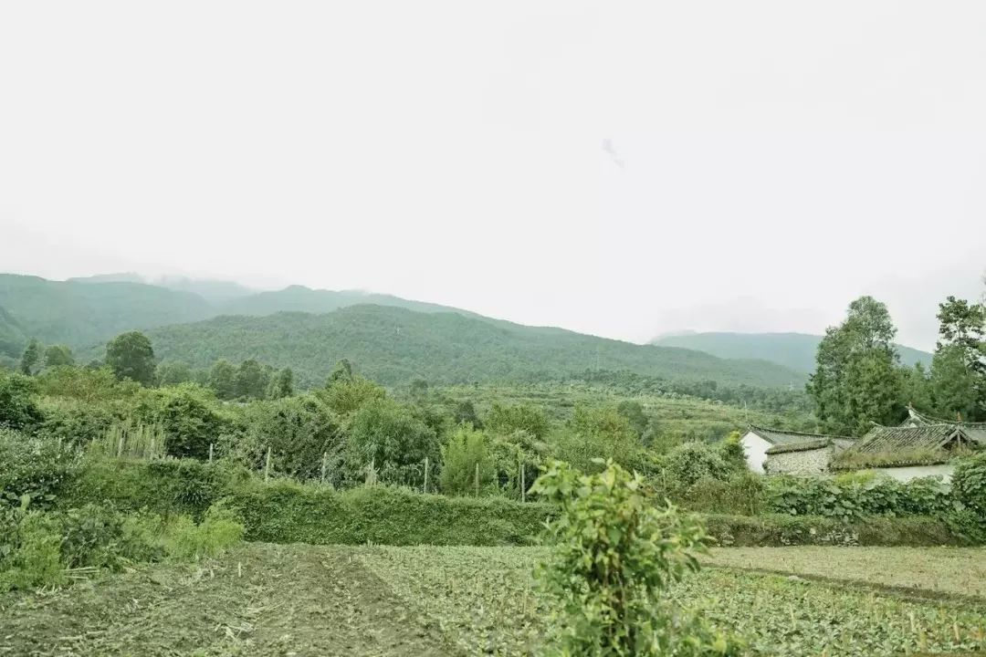 什么叫自然农法?喝茶人要读!种茶人必读! 博九线上官网