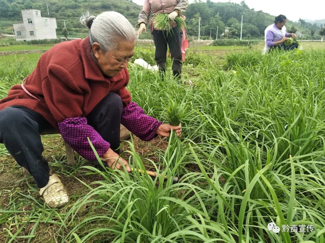 务工村民正在收割韭菜