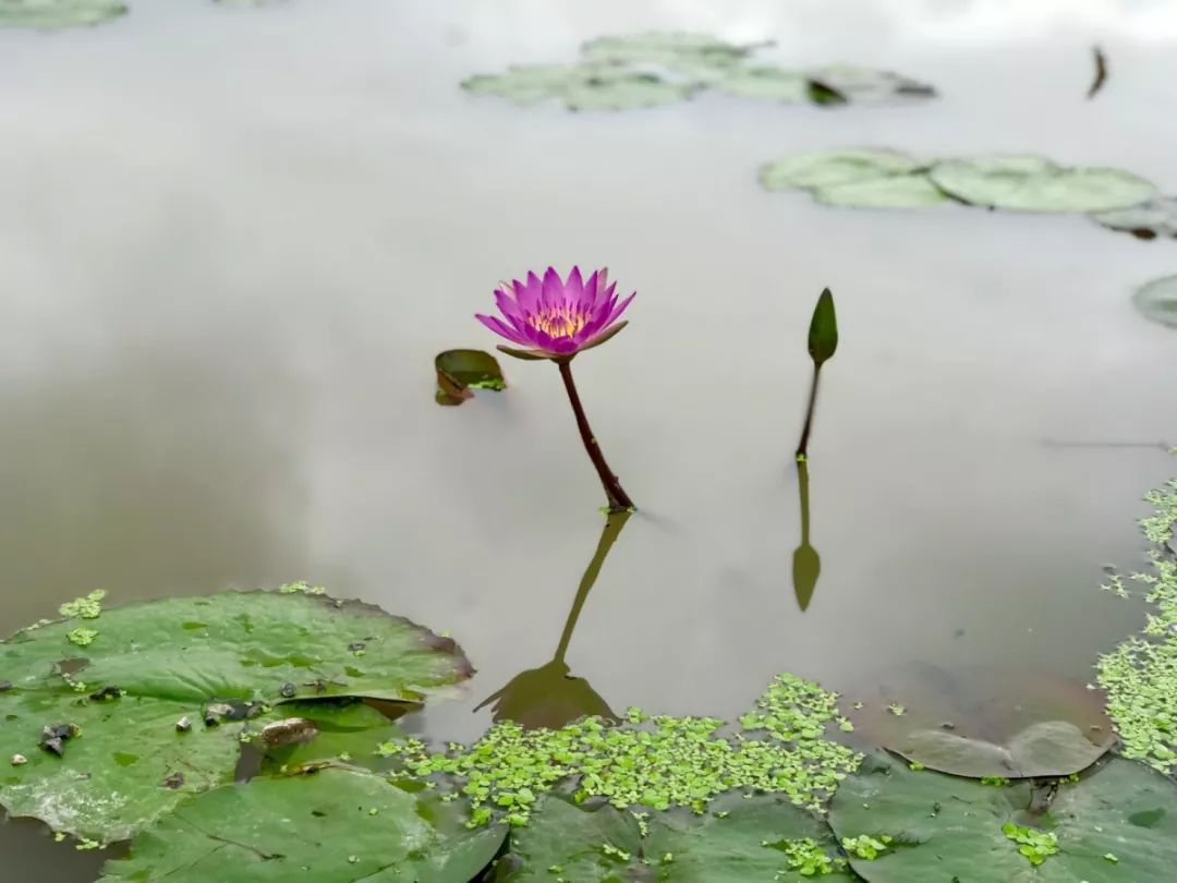 小荷才露尖尖角猜一成语_小荷才露尖尖角图片(2)