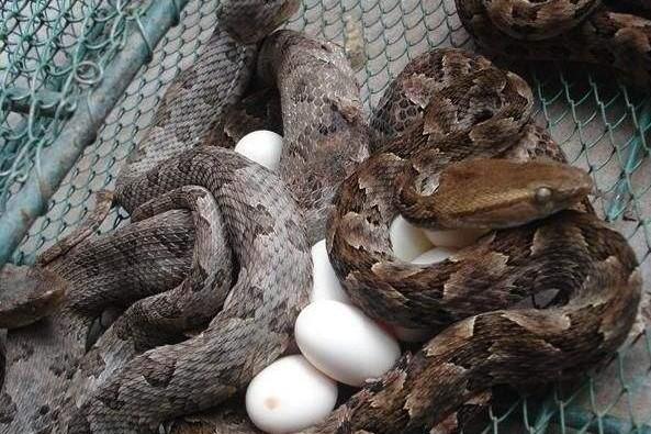 8c853ae8115f45159b768877d5e1430c.jpeg