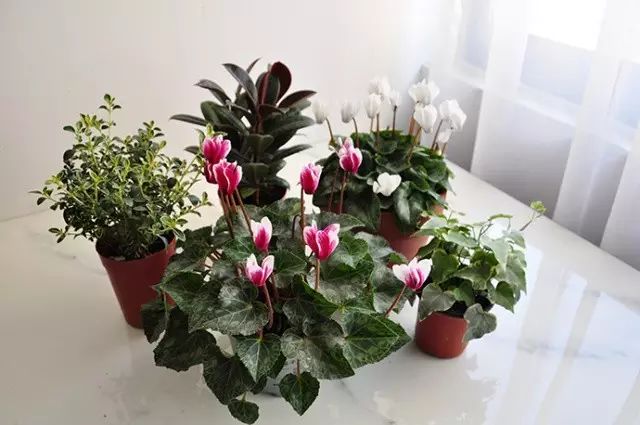 盆栽花卉种植技巧 911e21f936774d9e8f4140513dec35ab.jpeg