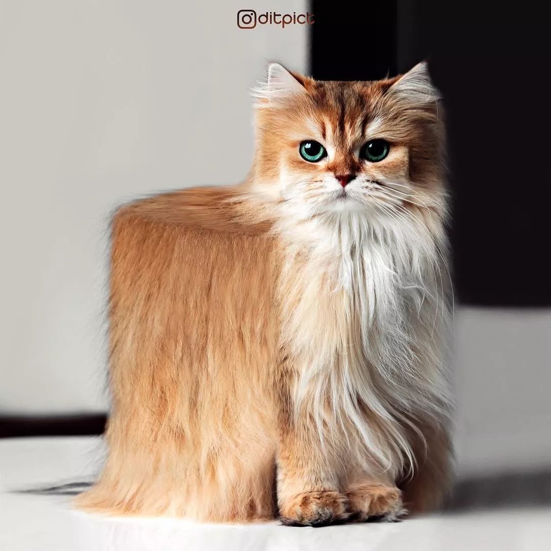 方猫了解一下了