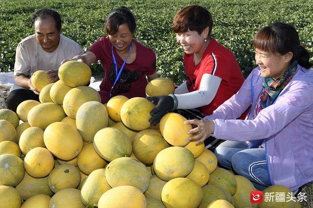 什么季节种香瓜最好 9b87491b857d4127b1d13d561621b54e.jpeg
