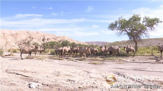 清泉戈壁 9de6cd9ba73a43369e8ffeba119d766a.jpeg