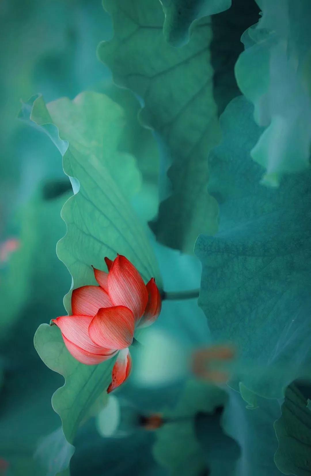 经典音乐:禅乐《莲香缥缈》幽婉兮孤水,淡泊兮悠长