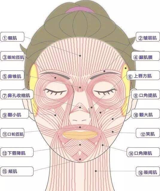 面瘫患者自己还可以通过面部肌肉的功能锻炼,按摩等相结合的方式对患