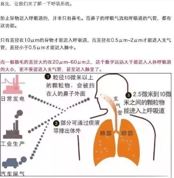 英国王妃计划要去领养一只小狗，陪伴两个多月大的小王子阿奇