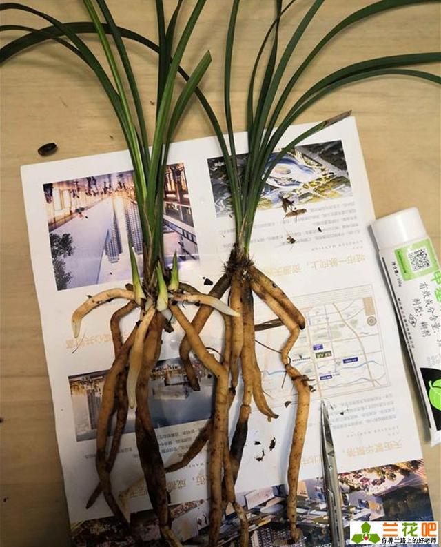 1、伤口消毒 对于分下的兰株,伤口部位也要进行杀菌消毒,并封口,有些人没有做这步工作,兰花也依然没有出现问题,就觉得没有必要,我觉得消不消毒在于你对兰花的态度,总之话:谨慎为好,消毒封口比什么都不做强,它可以有效避免有效病菌的侵入,提高兰花的存活率。消毒封口的方式可以用药膜合一的伤口愈合涂抹剂涂抹,也可以用刀片烙烫后用蜡烛水滴上面封口。 2、兰花、盆具、植料消毒 做完消毒封口的工作后,可以对整株兰花,兰花盆,和所用植料也进行消毒杀菌处理,兰花可用多菌灵,百菌清,甲基托布津的容易浸泡15-30分钟,盆具和