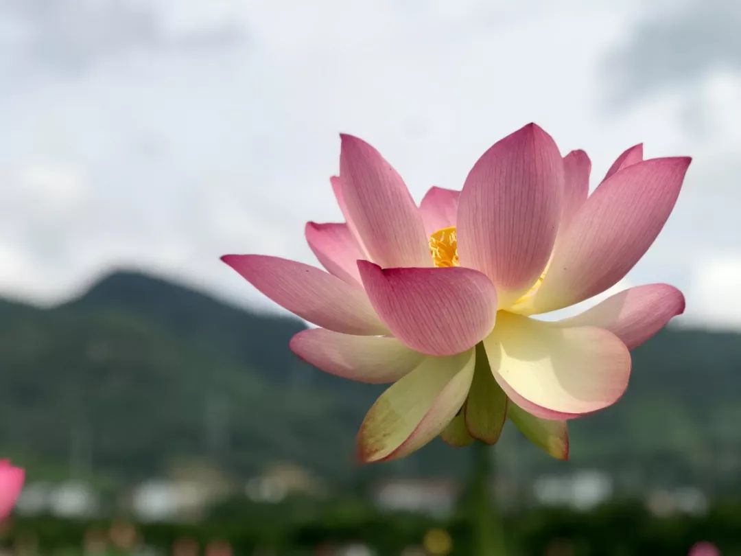 小荷才露尖尖角猜一成语_小荷才露尖尖角图片(2)