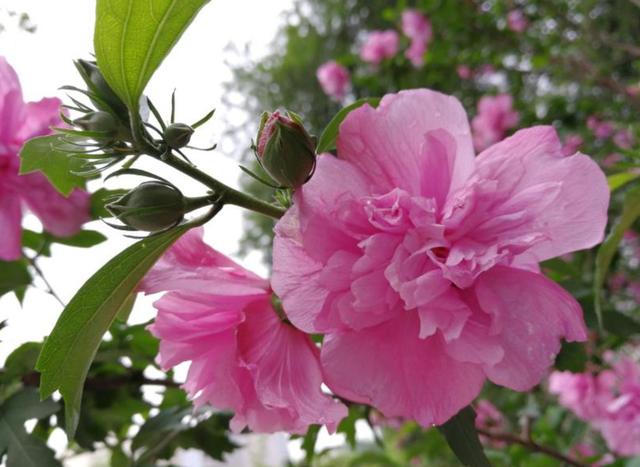 开在夏天里的这些"姐妹花",你都能叫出名字吗?