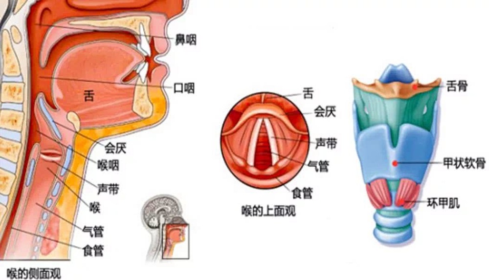咽部和喉部都是作为上呼吸道的组成部分.