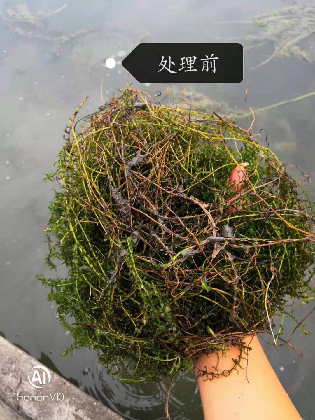 水草白根短而少,扎根不牢,以至于六月份水位一加深水草黄根,黑根