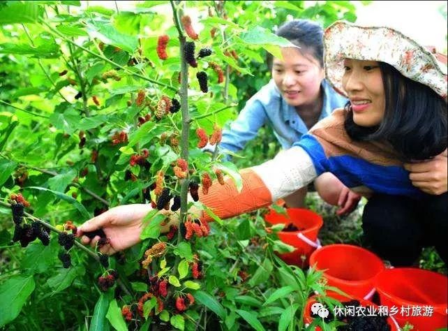 开云体育 开云平台什么叫休闲农业？有不少新农人还没有真正弄明白！