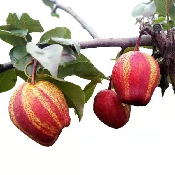 你吃过红色的梨吗?它是早熟梨新品种-早酥红梨_果实
