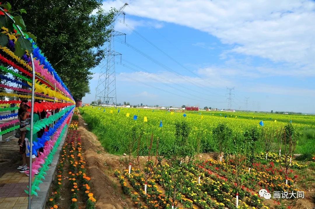 忘忧花海 美丽大同丨2019第二届大同黄花文化旅游月璀璨开启