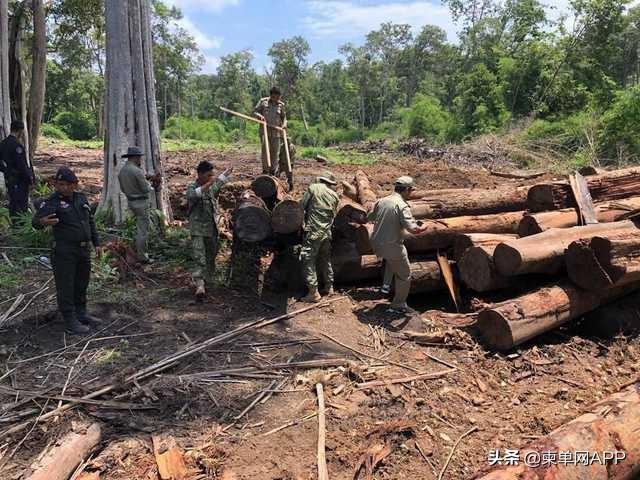 柬埔寨宪兵总司令严打非法伐木敢犯罪就抓