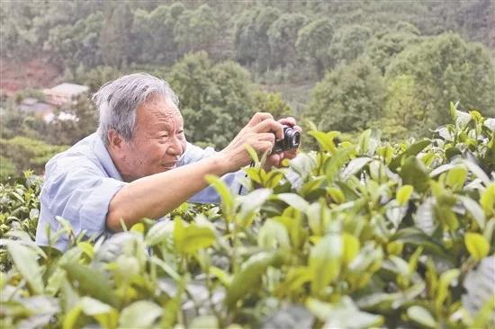 大国茶匠肖时英一生坚守酿得茶香飘万家