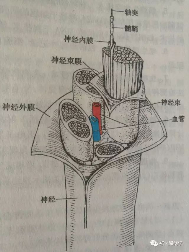 神经解剖周围和中枢神经的关系