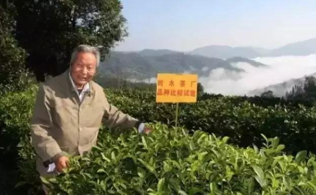 大国茶匠肖时英一生坚守酿得茶香飘万家