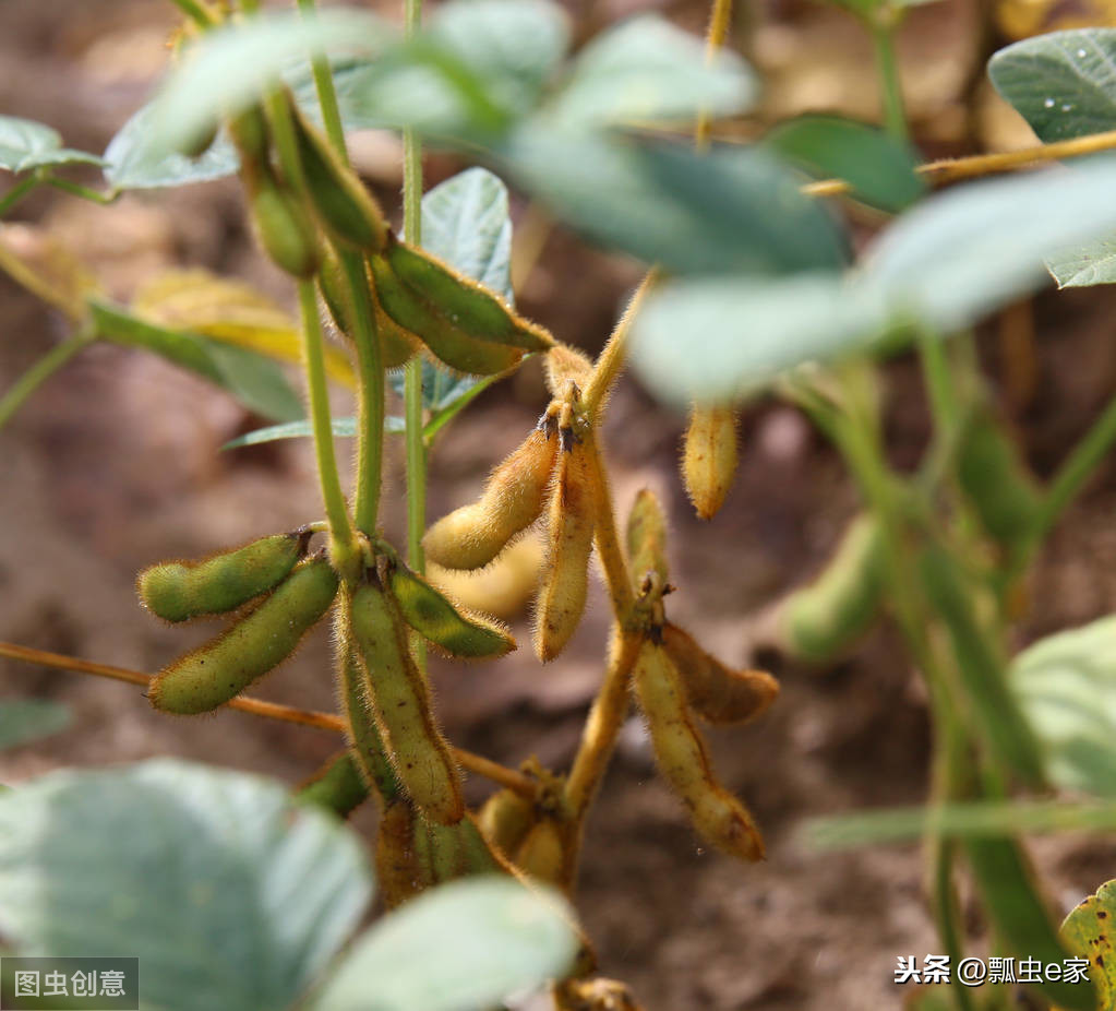 瓢虫e家推荐:大豆种植有妙招种大豆,做好这4点,籽粒饱满产量高!