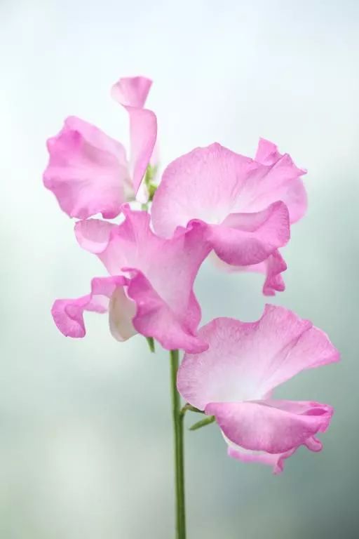 我们也有那美好的世界丨《千与千寻》的植物与