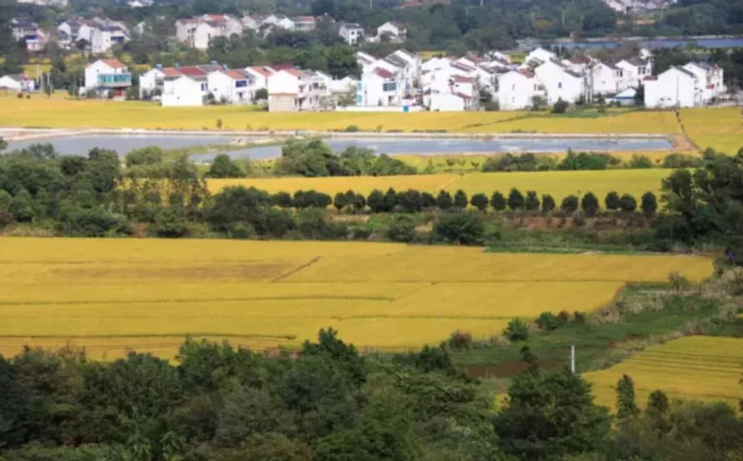 长期以来,西渚镇白塔村挖掘资源特色