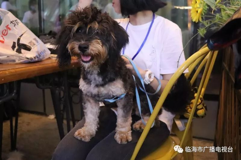 中国流浪犬收容所 ee10672ada2b44048b5151d58456b7f3.jpeg