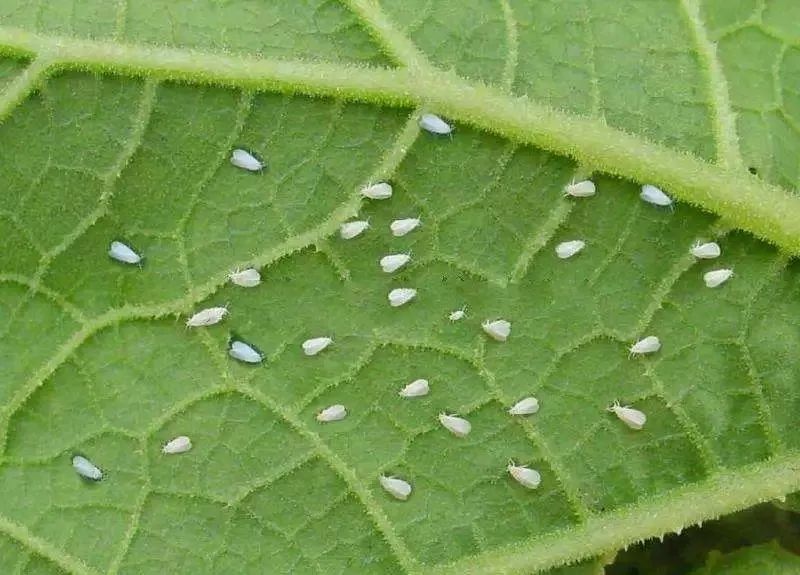 虮虱相什么成语_头上长虮子用什么洗头(3)
