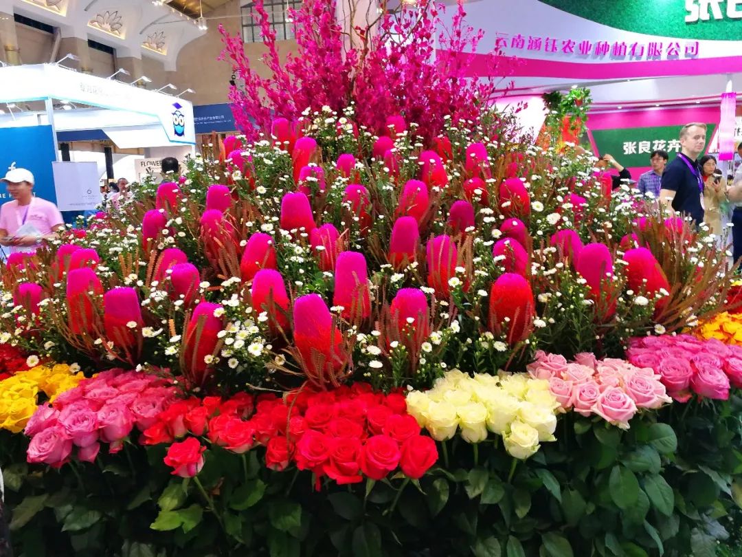 第二十届中国昆明国际花卉展19国400余家花企香聚春城