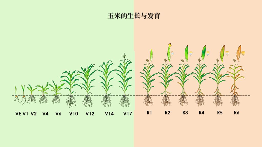 农产品基础知识系列之玉米水稻的一生