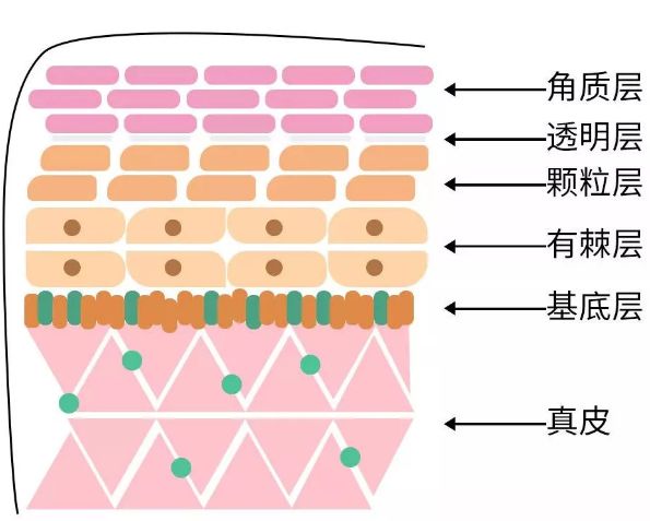 透明层和角质层表皮层从里到外分为5层护肤品主要在表皮发生作用皮肤