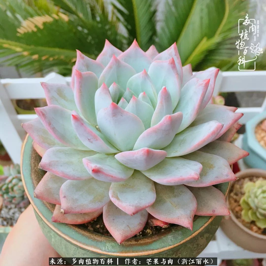 芒果与多肉是我的全部:90后小阿姨的养肉养娃