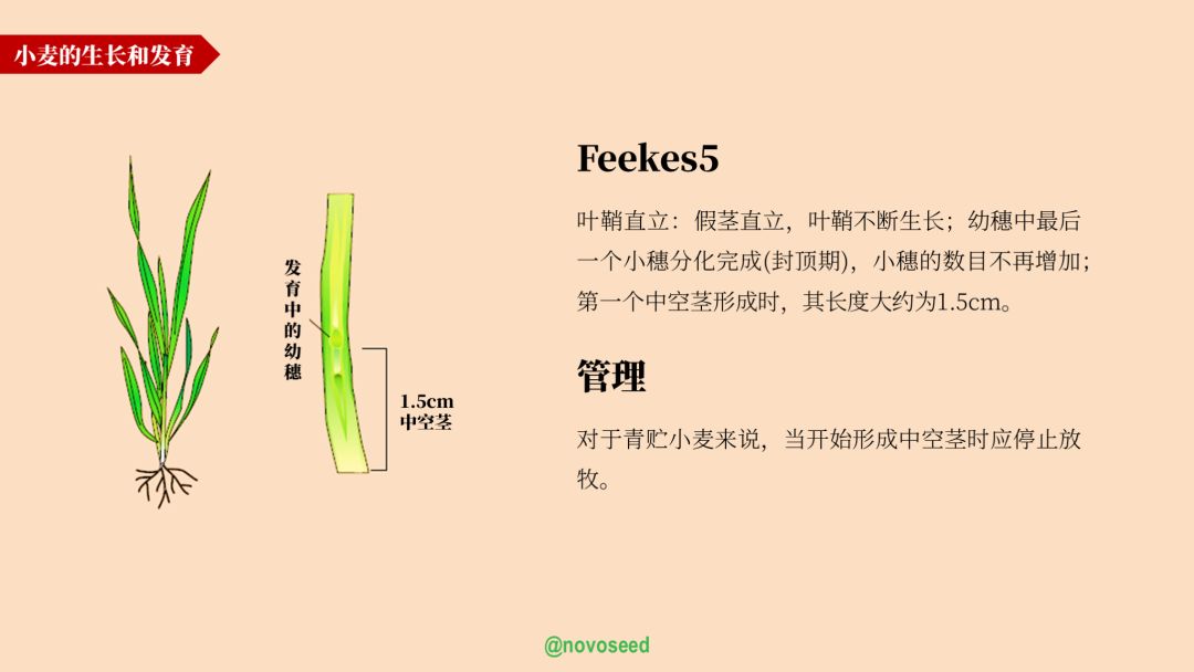 农产品基础知识系列之大豆,小麦的一生