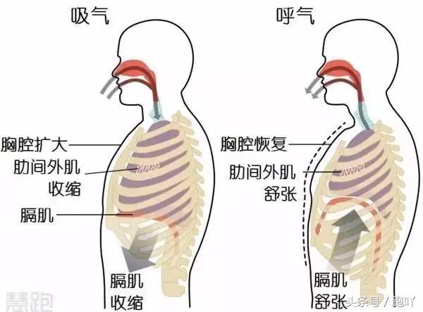 腹部收紧的原理是什么_幸福是什么图片(2)