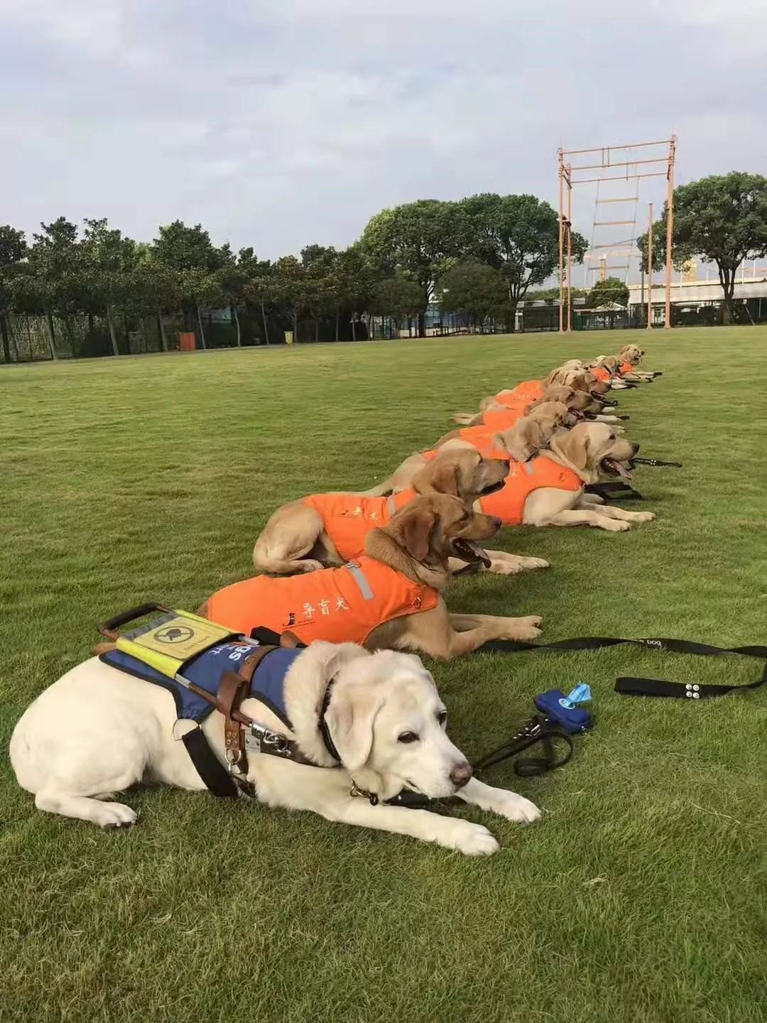 我在淘宝当训犬师7只拉布拉多导盲犬一生只认你