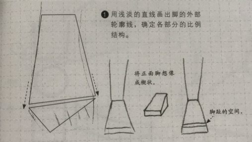 脚的结构