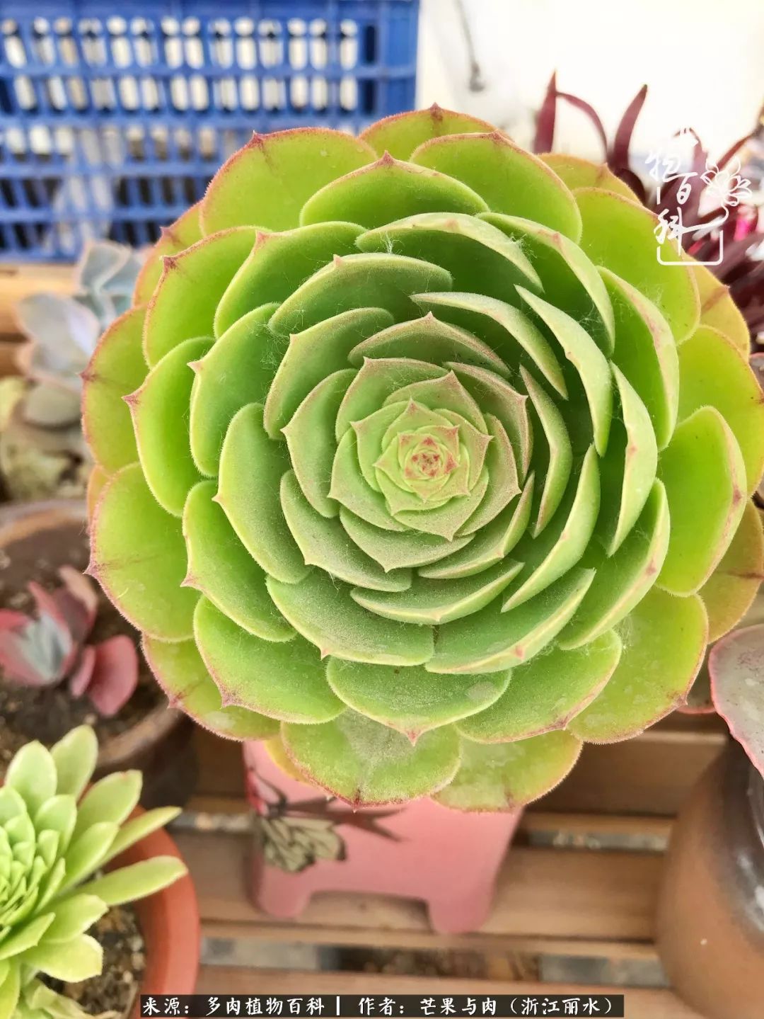 芒果与多肉是我的全部:90后小阿姨的养肉养娃