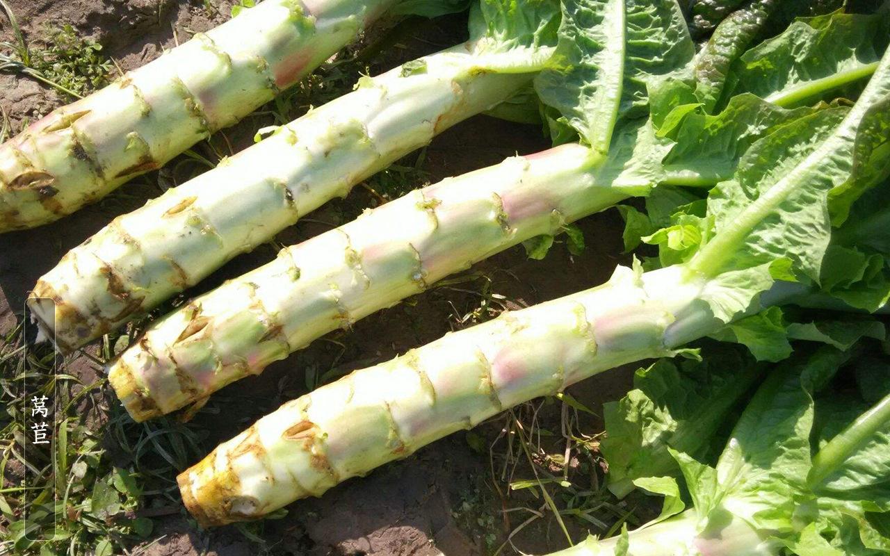 笋什么时候种合适 2a15d2646bf54524992eb299efa8ca67.jpeg