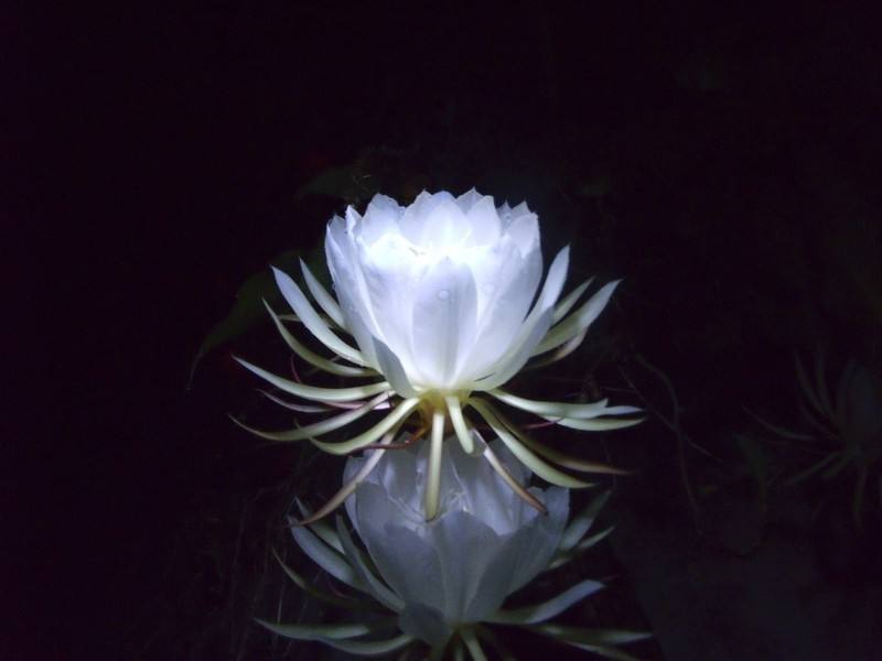 花语昙花(学名:epiphyllum oxypetalum (dc.
