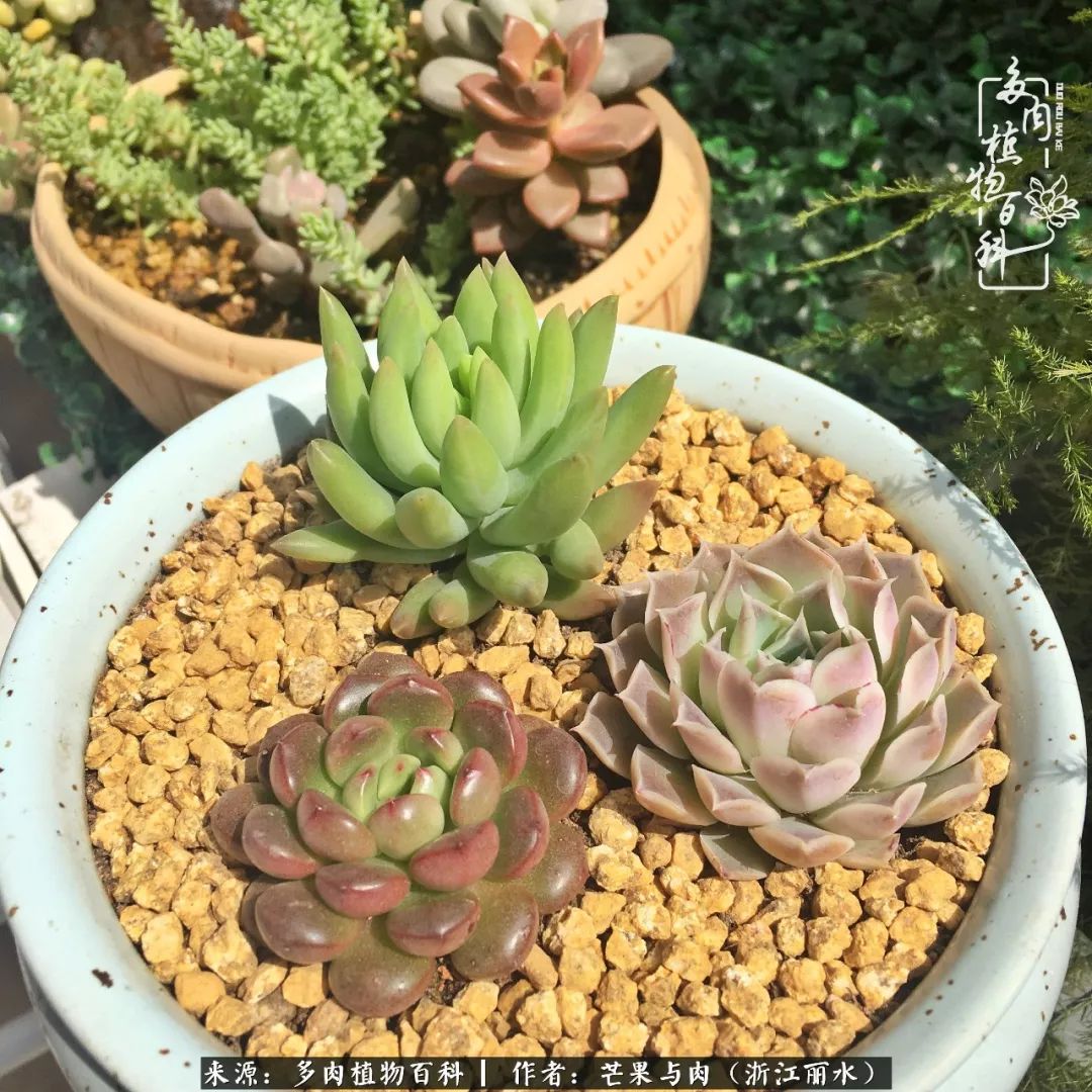 芒果与多肉是我的全部:90后小阿姨的养肉养娃