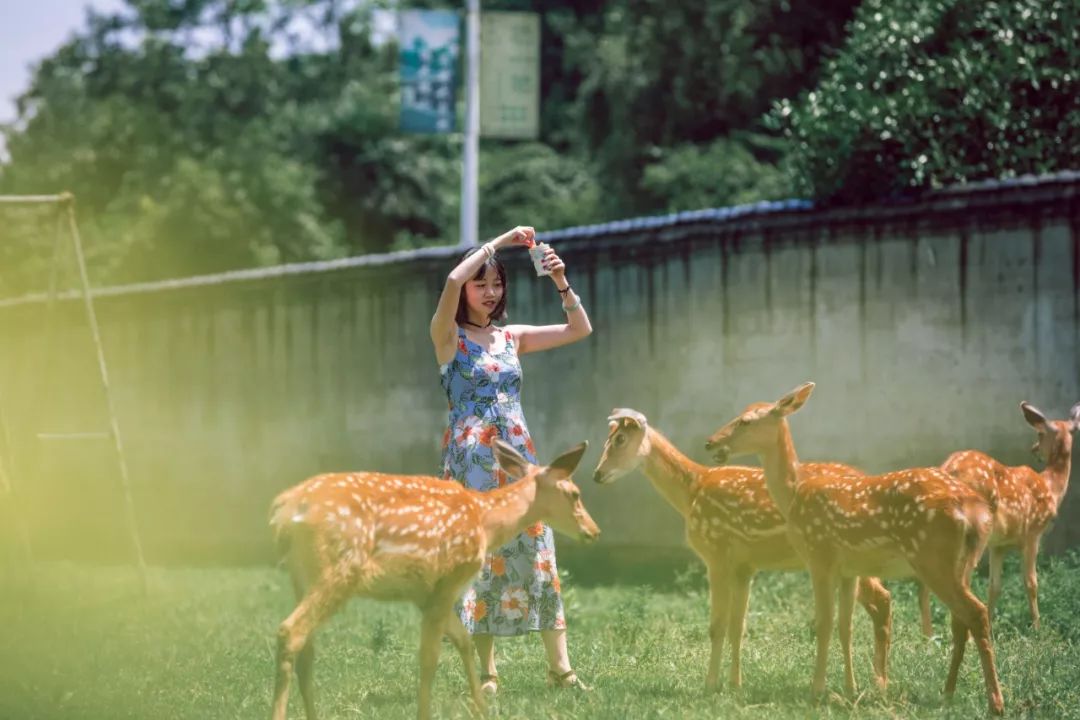 鹿鹿县有多少人口_吉林有多少人口