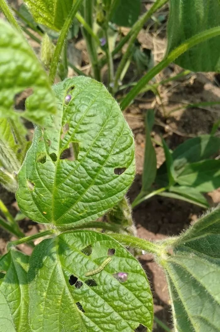 大豆害虫防治歌