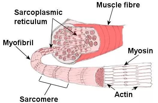 肌原纤维及肌小节