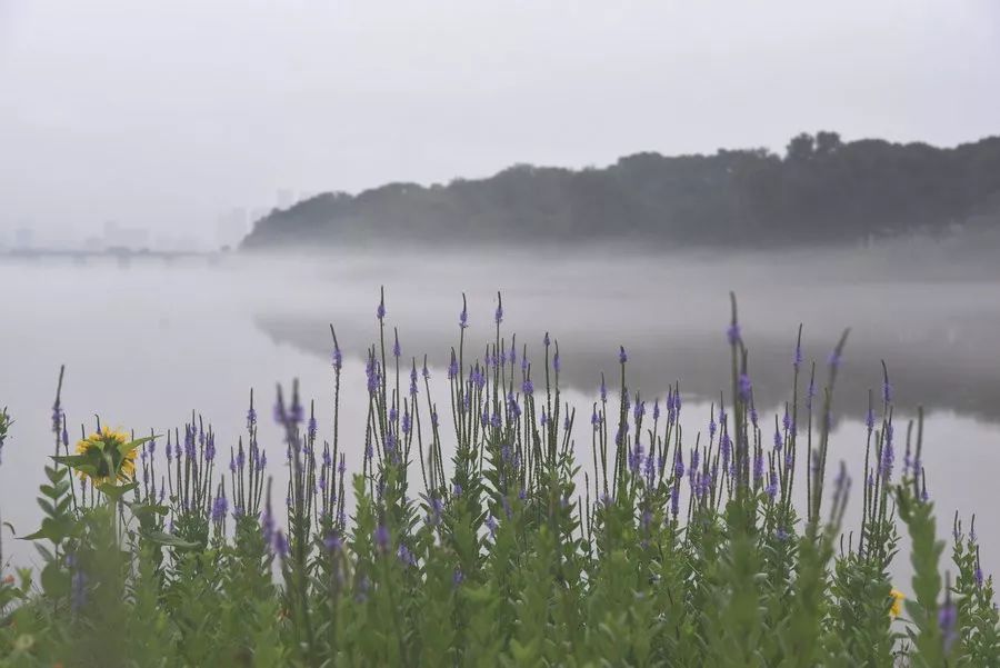 格格看天台: 烟云始丰湖, 雾里看花, 如诗如歌如