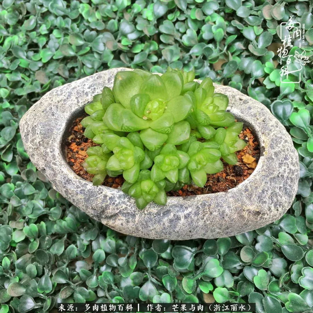 芒果与多肉是我的全部:90后小阿姨的养肉养娃