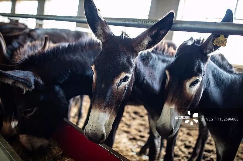 国内骑驴 4cd20c1dcda240d28893d9fe9314e85a.jpeg