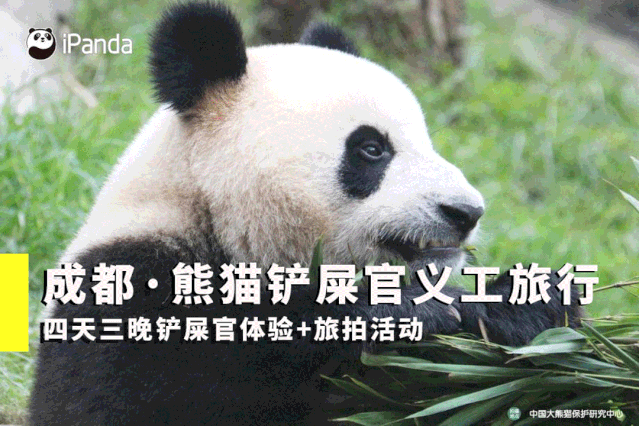 怎么当大熊猫的铲屎官 4e6bbfecd71a4f42be2eb806065b1b65.gif