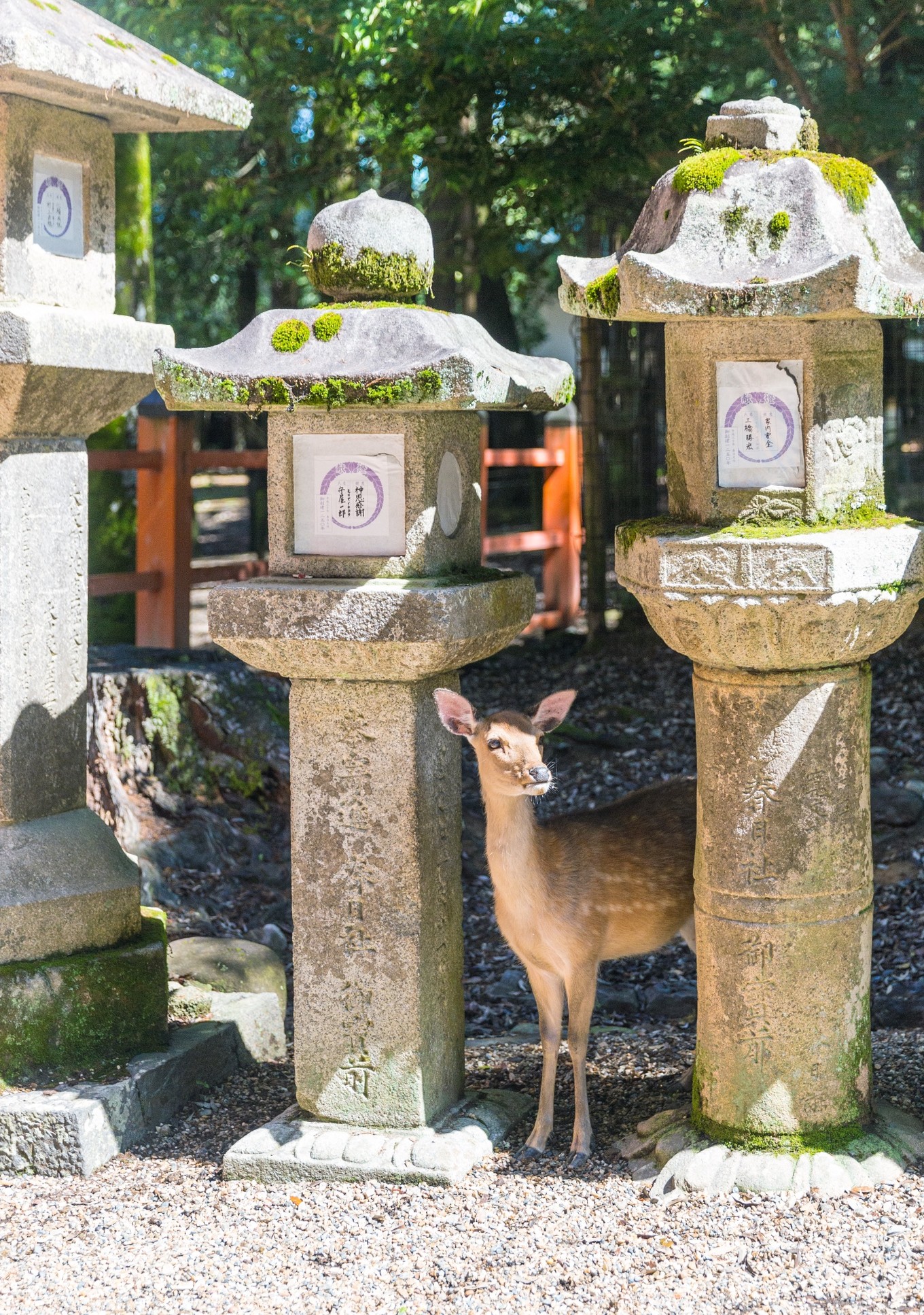 石灯笼遍布神社周围,信仰神社的人们纷纷对神社捐赠石灯笼,出现了