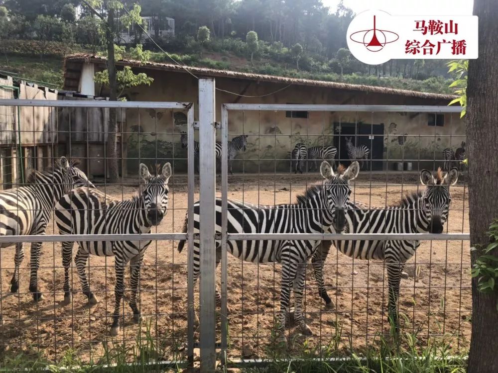 就在马鞍山!安徽省最大的野生动物园要完工了!